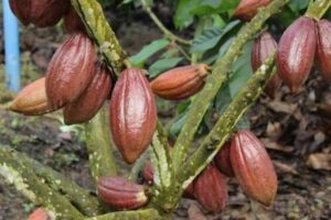 Kembalikan Kejayaan Kakao di Sulteng