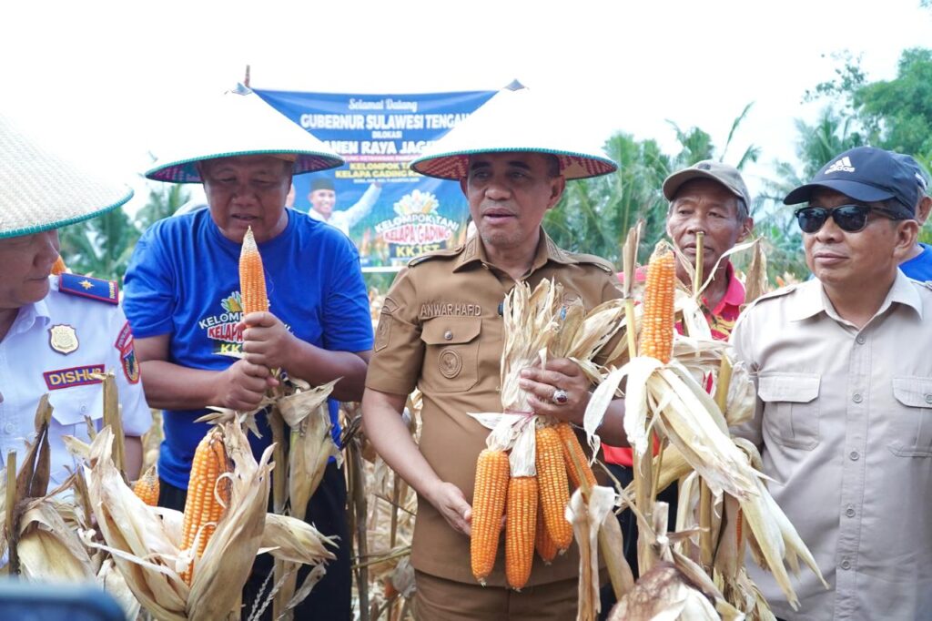 Panen Raya Jagung 200 Ton di Sigi, Gubernur Anwar Hafid Dorong Pertanian Jadi Penopang Ekonomi