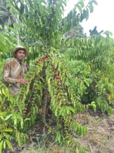 Petani Milenial Desa Tuwa Bangkitkan Harapan Lewat 3.000 Pohon Kopi Produktif