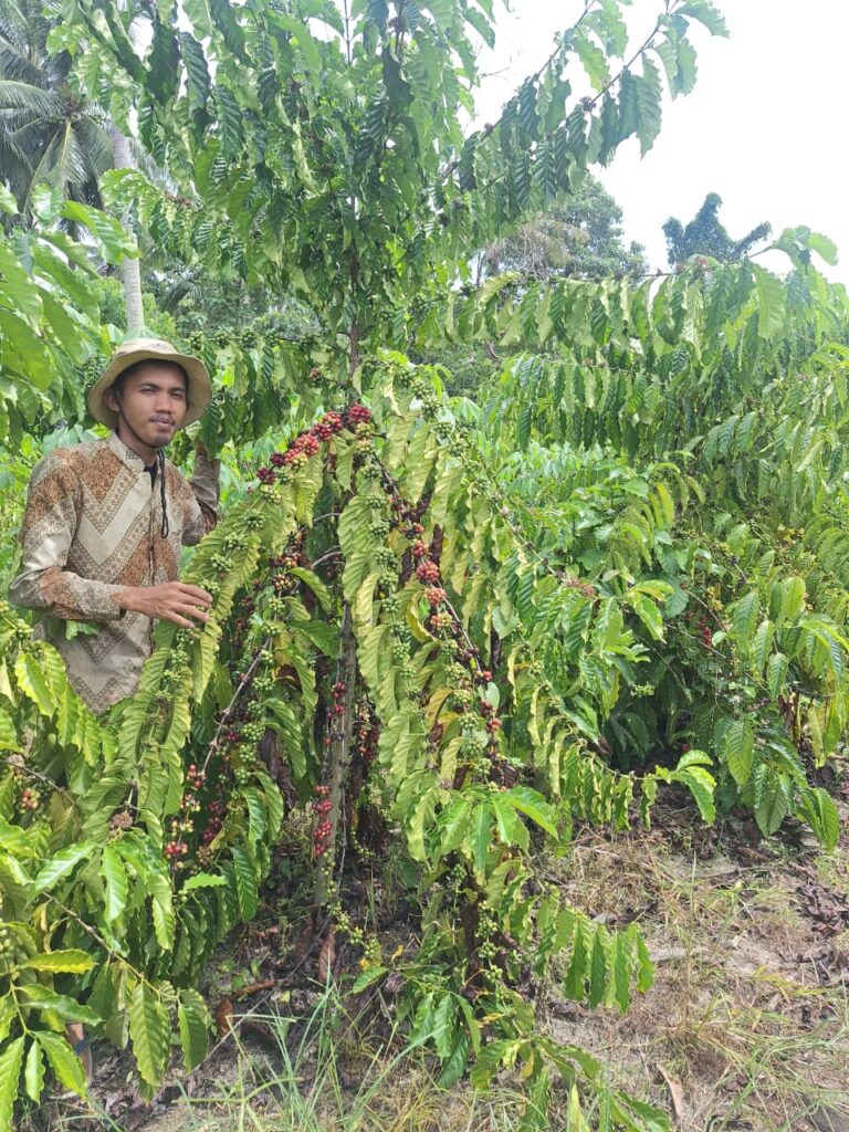 Petani Milenial Desa Tuwa Bangkitkan Harapan Lewat 3.000 Pohon Kopi Produktif