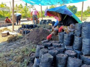 PT Pertamina Patra Niaga Fuel Terminal Poso Lakukan Pembibitan 3.000 Pohon Mangrove