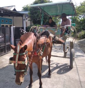 Anggota DPRD Palu Dorong Pelestarian Dokar