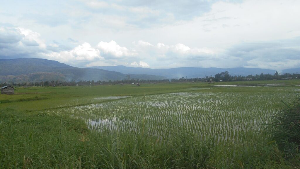 Lembah Napu Siap Menjadi Lumbung Produksi Susu