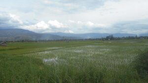 Lembah Napu Siap Menjadi Lumbung Produksi Susu